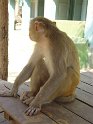 Myanmar 314